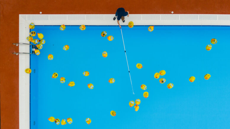 A drone image of lots of large yellow rubber ducks in a blue pool with a person hooking one