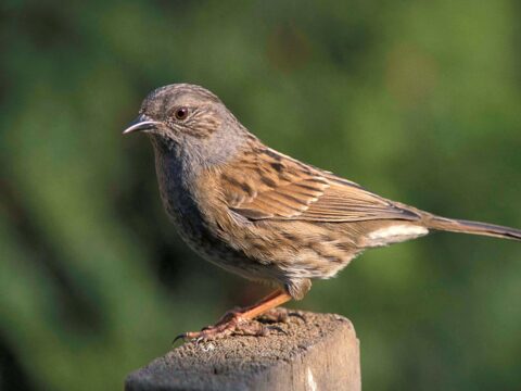 View article Help shape nature’s recovery in Hull and East Yorkshire