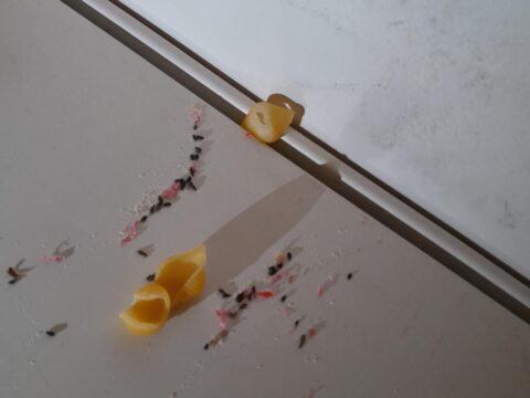 View article Rodent-infested shop faced with legal action after defying agreement to close