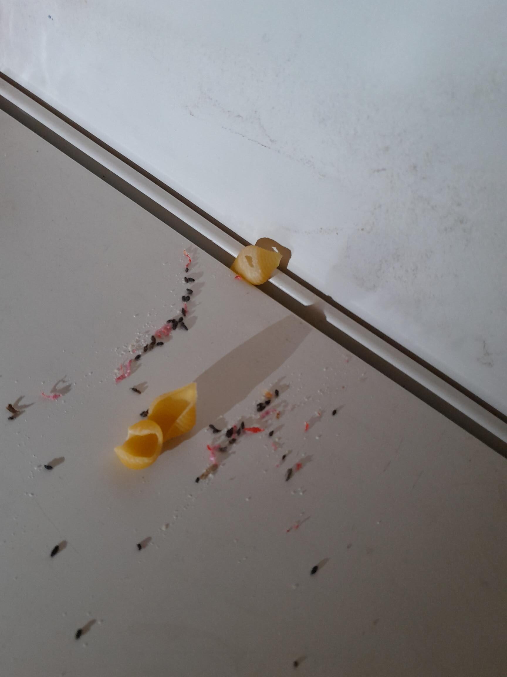 loose pieces of pasta, mingling with mouse droppings on a shelf in Latik