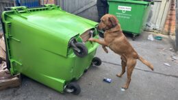 a red fox labrador stands on his hind legs, with his front legs on a large bin