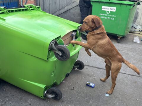 View article Detection dog scores ‘rubbish’ find