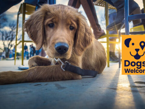 View article Wagging tails and welcome signs – region gets more dog-friendly
