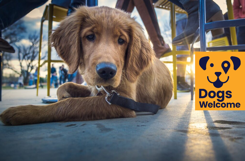 A close up of a sandy-coloured dog laid down underneath an outdoor table and chairs with people sat in chairs