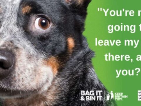 View article Hull City Council urges residents to take action against dog fouling 