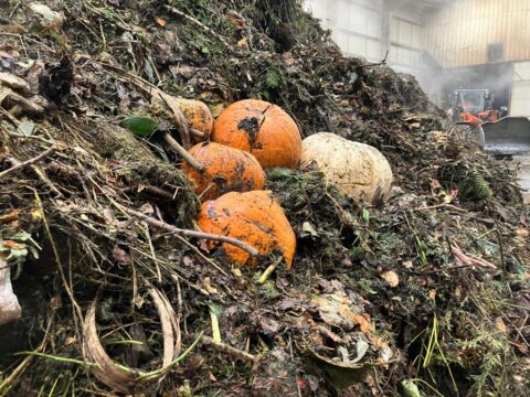 View article Council urges residents to dispose of Halloween pumpkins responsibly