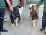 2 shetland ponies are held with bridles and leads by the hands of park rangers