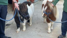 2 shetland ponies are held with bridles and leads by the hands of park rangers