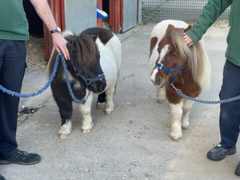 View article Shetland pony pair make East Park debut