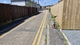 Newington Avenue footpath will be improved from Monday 27 January.