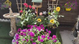 A vibrant garden with lots of yellow pots hanging on a brown fence with bright flowers spilling out the top. A large plant pot with pink flowers is front and centre.