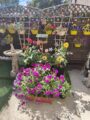 A vibrant garden with lots of yellow pots hanging on a brown fence with bright flowers spilling out the top. A large plant pot with pink flowers is front and centre.