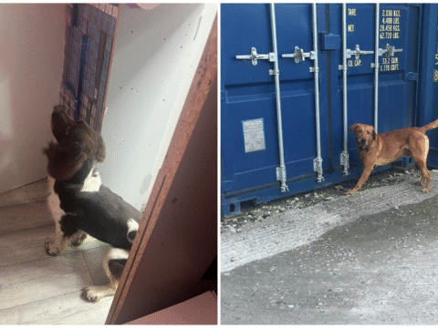 View article Tobacco seizures double – hitting 2.4 million cigarettes