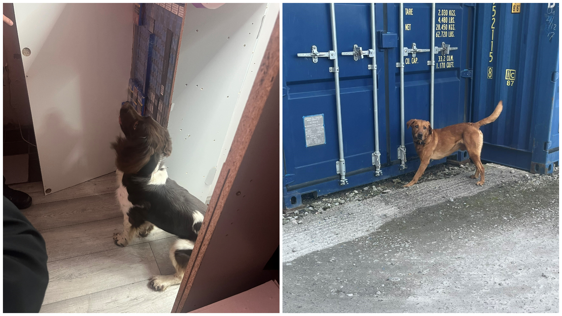 a photo collage of two images of detection dogs. In one, a brown and white spaniel indicates at packs of cigarettes she has found. In the other, a fox red labrador indicates next to a blue shipping container