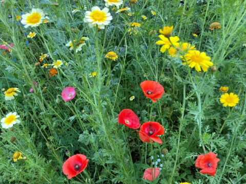 View article Unlock green spaces with Hull’s new ‘Right to Grow’ initiative  