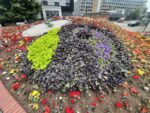 A picture of dark purple, lighter purple and green flowers show the Fairtrade logo, surrounded by other colourful flowers in a raised bed