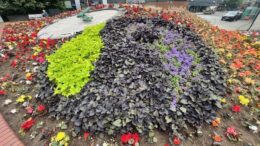 A picture of dark purple, lighter purple and green flowers show the Fairtrade logo, surrounded by other colourful flowers in a raised bed