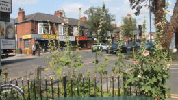 A photo of Chanterlands Avenue looking through plants.