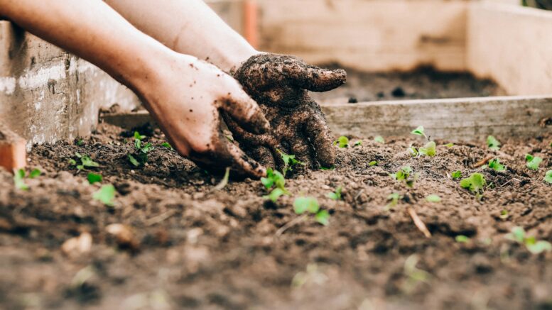 Hands digging in soil.