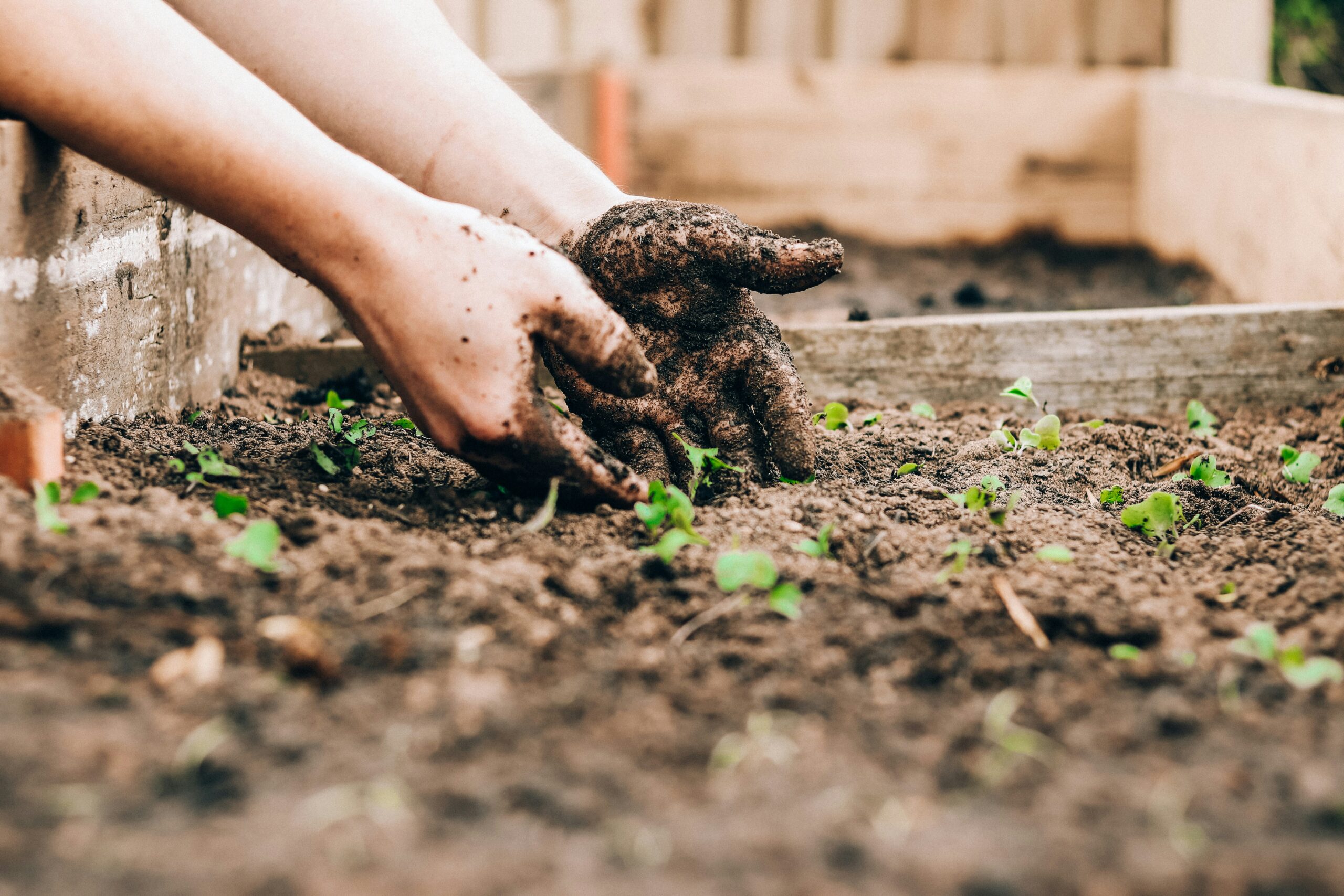 Hands digging in soil.
