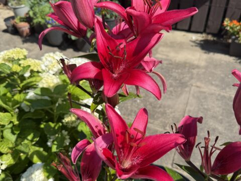 View article 2026 Hull City Council Tenants’ Garden Competition Now Open