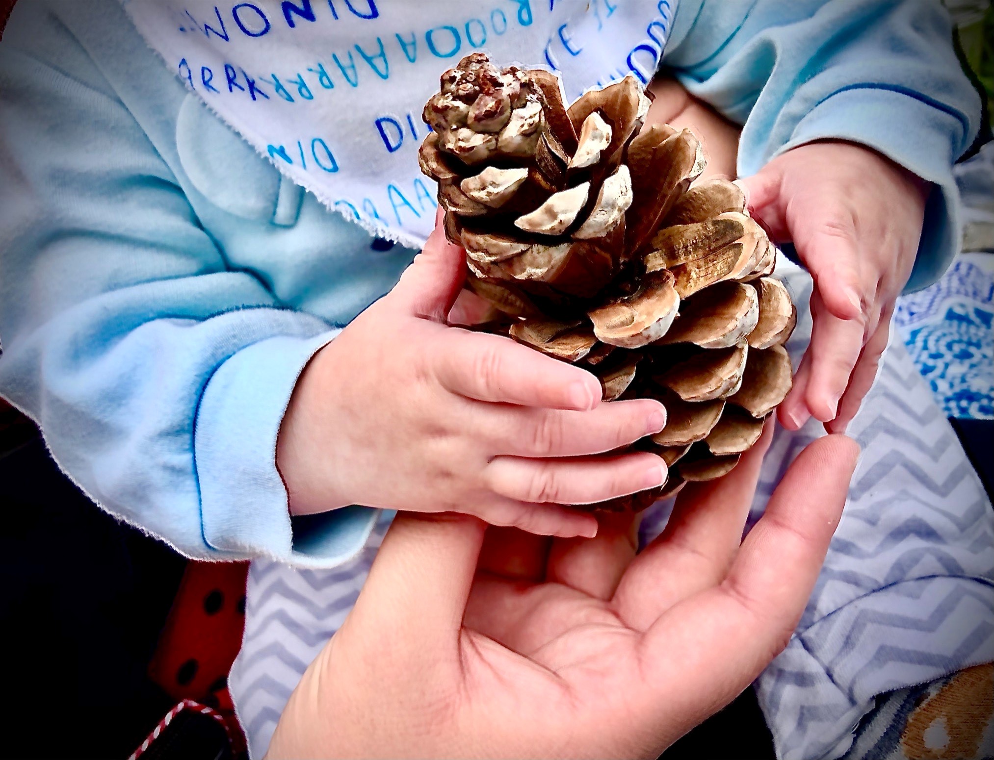 A toddlers hands hold a pinecone, supported by an adult hand