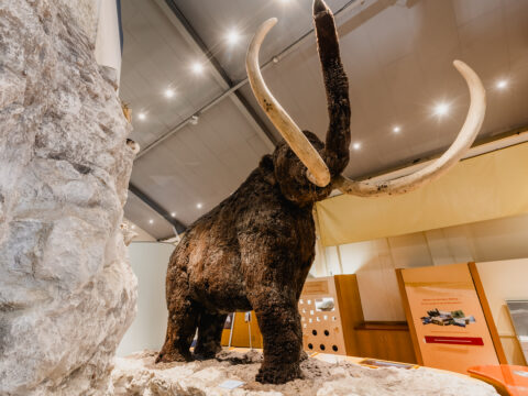 View article Hull and East Riding Museum of Archaeology shortlisted for national Museum Award