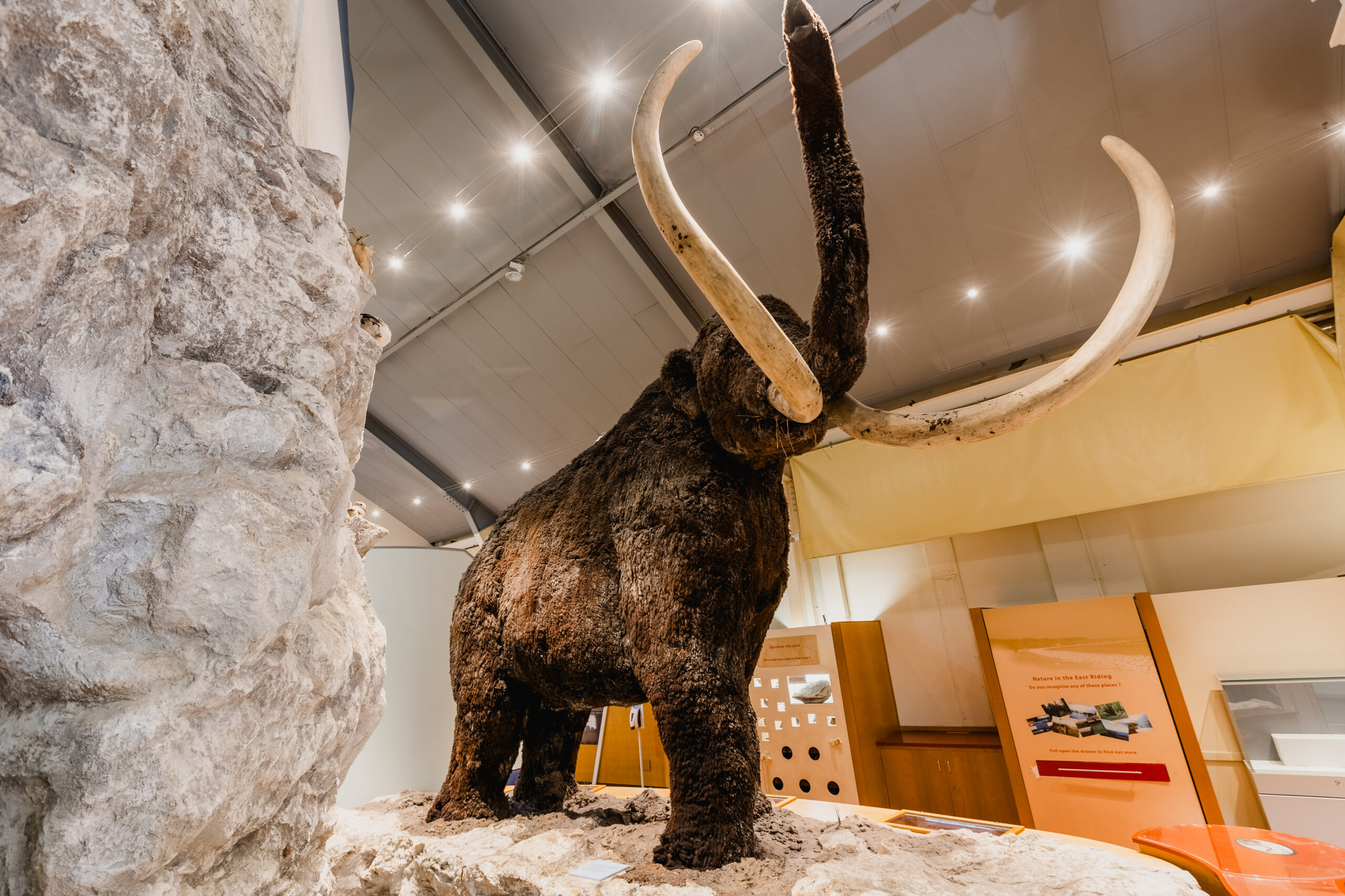 An image of a large woolly mammoth standing in a museum setting