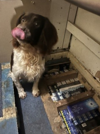 image of a detection dog next to product he has helped recover. He is a brown and white Springer Spaniel, and he is licking his nose